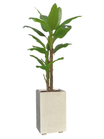 Vaso Alto modello Linea da cm. 50x50xh.80 - Cemento Bianco - Notaro Manufatti