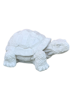 Tartaruga Cinese Media - Notaro Manufatti