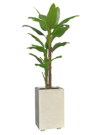 Vaso Alto Modello Linea Bianco Minimal 50x50x80h | Design Elegante Made in Italy