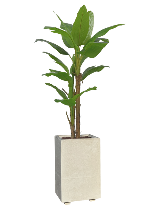 Vaso Alto modello Linea da cm. 50x50xh.80 - Cemento Bianco - Notaro Manufatti