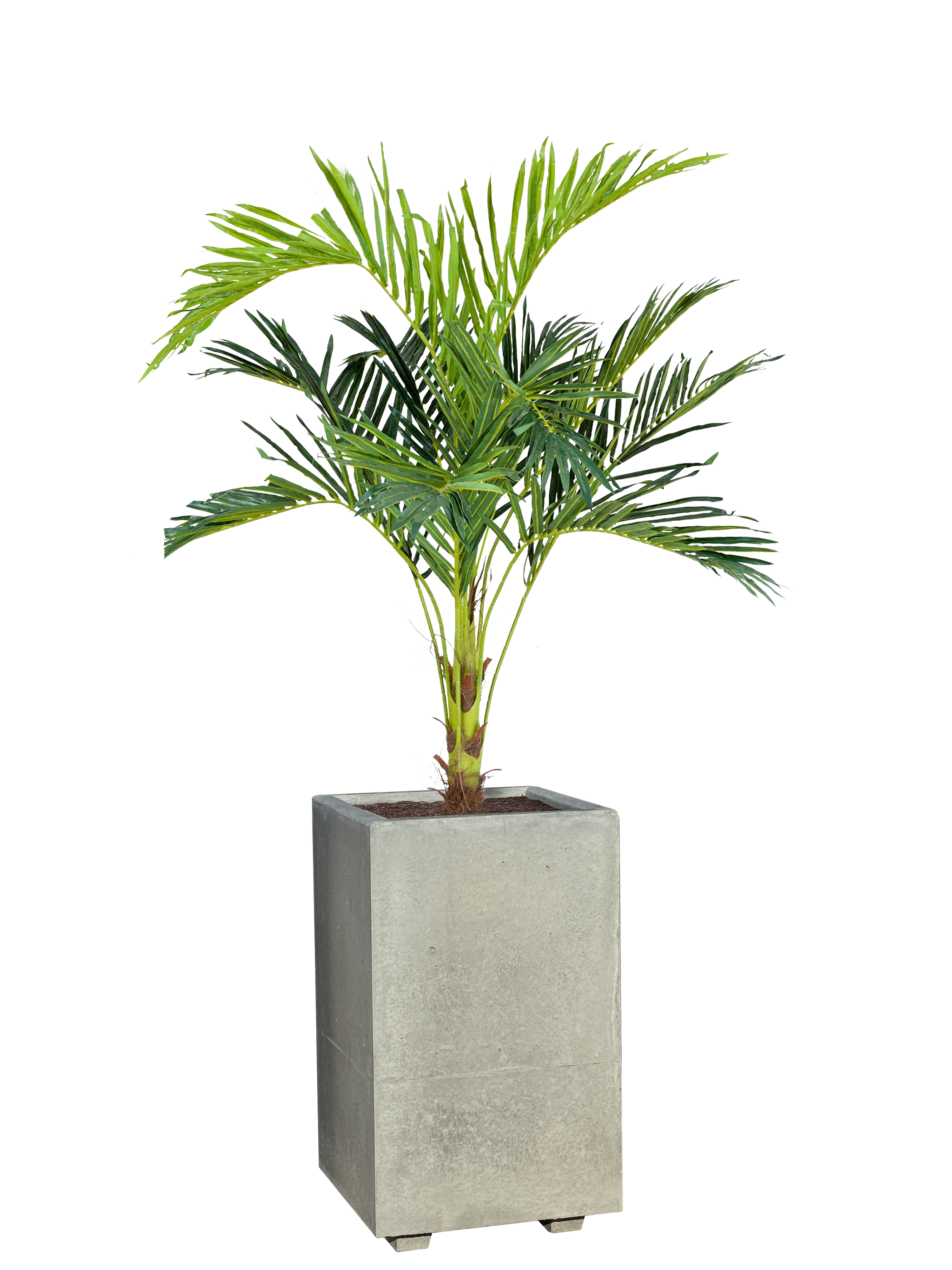 Vaso Alto modello Linea da cm. 50x50xh.80 - Cemento Grigio - Notaro Manufatti