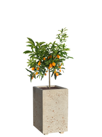 Vaso Alto Linea Cemento Bianco 50x50x80h | Design Moderno Made in Italy