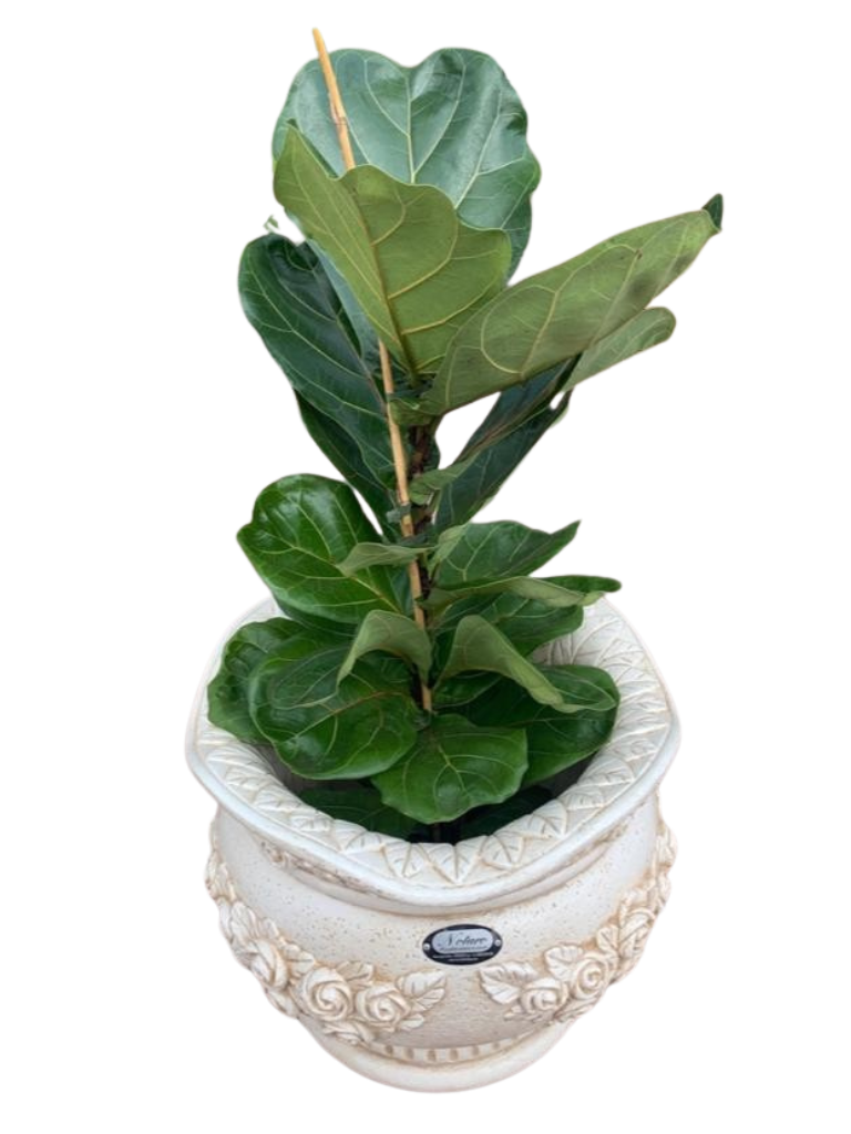 Vaso Sofi' Tondo Anticato Beige - Notaro Manufatti