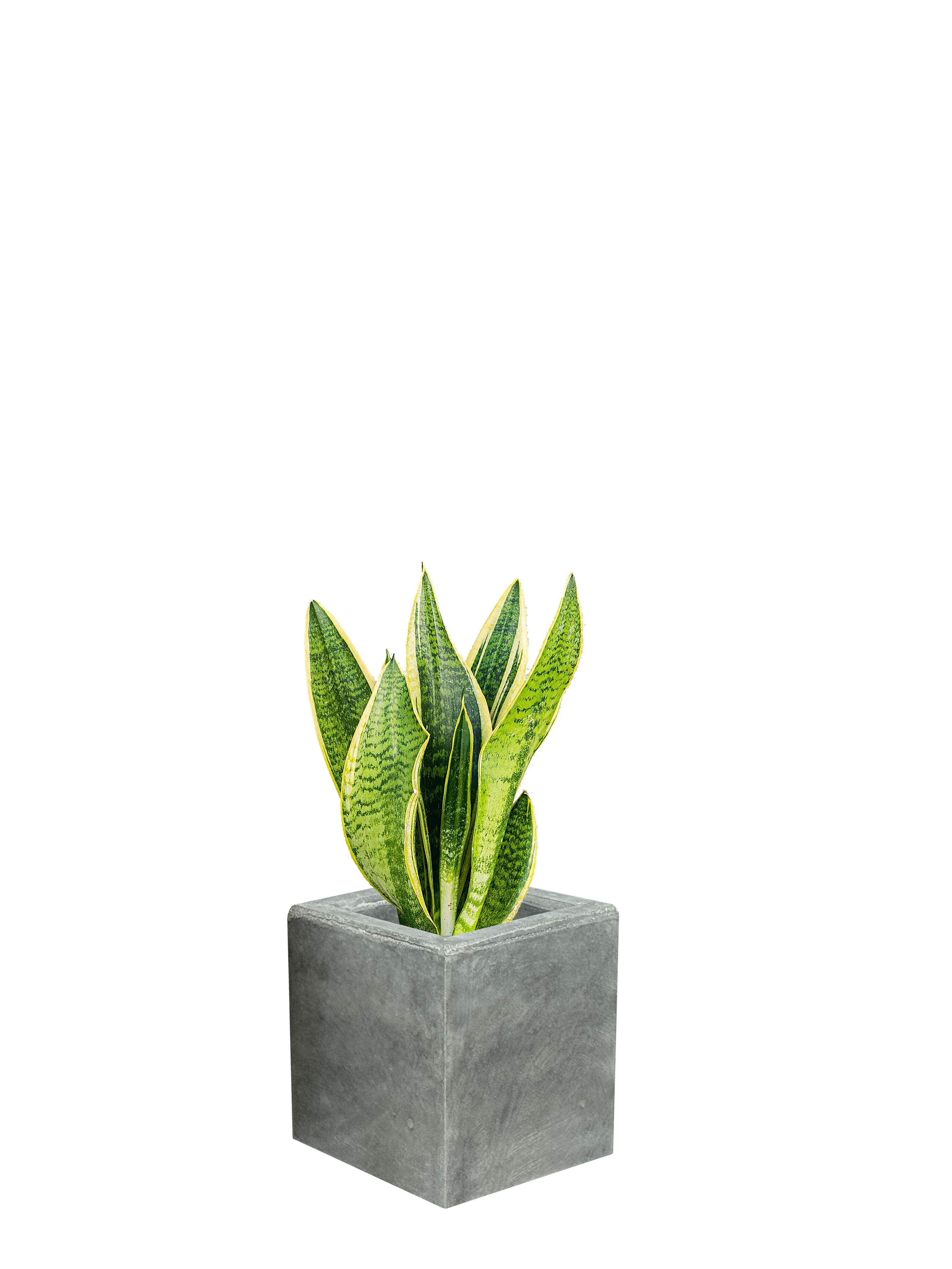 Vaso Alto Nik Cemento Grigio – Fioriera Moderna Effetto Industriale
