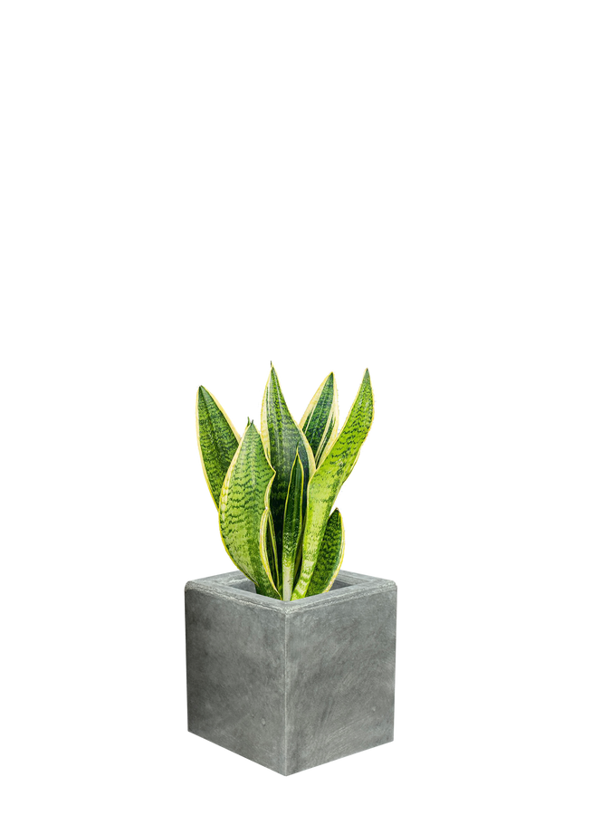 Vaso Alto Nik Cemento Grigio – Fioriera Moderna Effetto Industriale